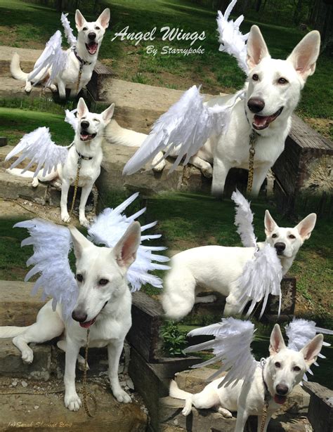 Angel Wings Dog Costume By Starrypoke On Deviantart