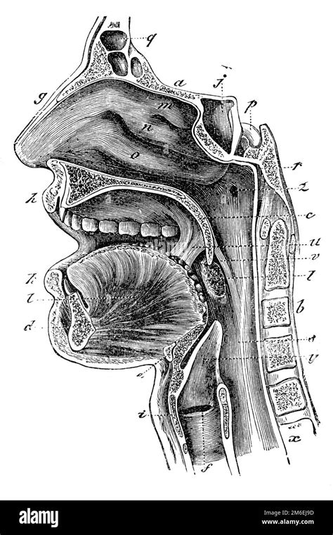 Nasal Cavity Drawings Black And White Stock Photos Images Alamy