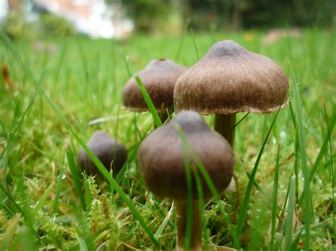 Faq Mushrooms Growing In The Landscape Contour Landscaping