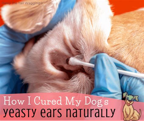 How I Cured My Dogs Yeast Infection Naturally Keep The Tail Wagging