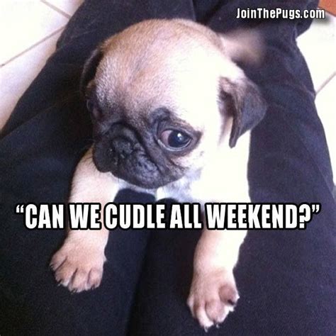 Can We Cuddle All Weekend Baby Pugs Pug Love Frenchie Make Me Smile Cuddly Critter Cute