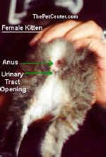 Determining The Sex Of A Cat Photos Male Of Female Kitten Petmd
