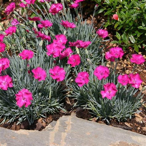 Neon Star Dianthus Cottage Pinks Fragranthardy Groundcover Quart