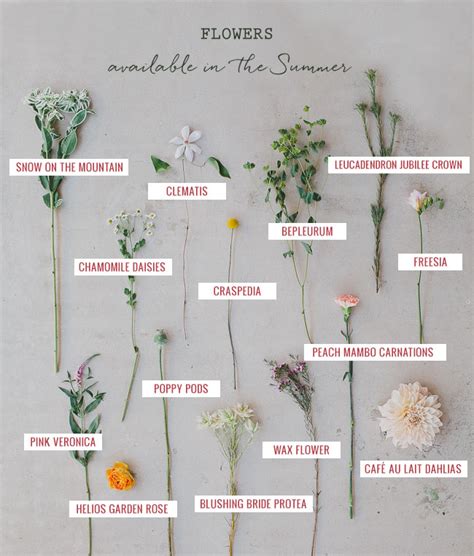 Summer Flowers With Names
