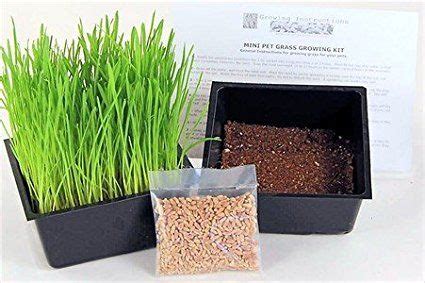 The benefits of wheatgrass for pets are the same for humans. Mini Organic Pet Grass Kit - Grow Wheatgrass for Pets: Dog ...