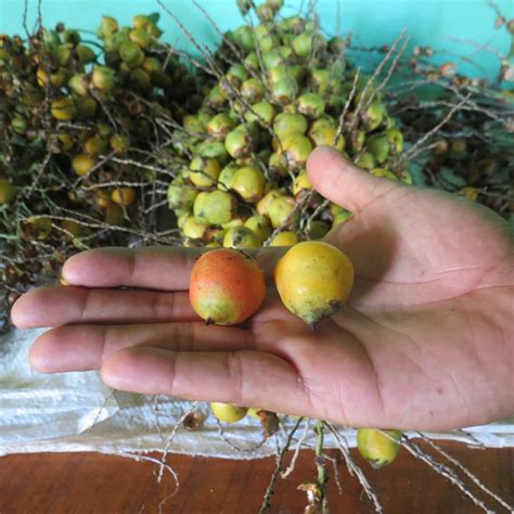 2º Módulo Curso Frutas Nativas da Mata Atlântica Projeto Taramandahy