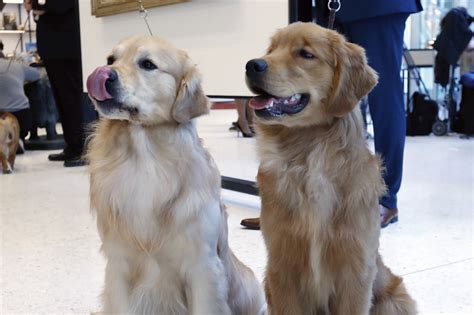 Lab Or Golden Retriever In Dc The Most Popular Dog Breed Is Wtop
