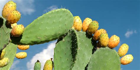 Locate a fruiting prickly pear cactus. Edible landscaping: Beautiful, fresh and delicious plants ...