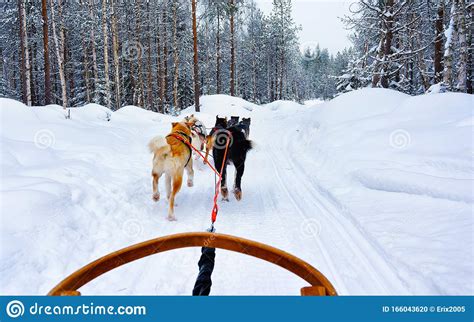 Husky Sledge In Lapland In Finland Reflex Stock Photo Image Of