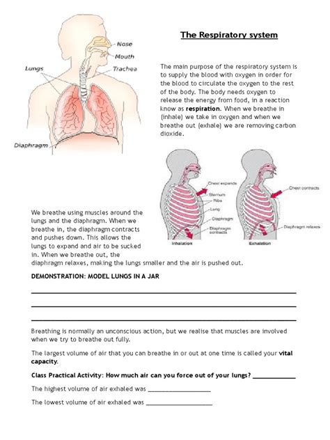 Respiratory System Notes Lung Breathing