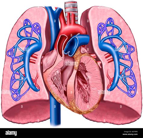 Anatomía Del Corazón Y Los Pulmones Con Arteria Pulmonar Circulación