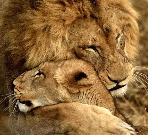 Hugs Happy Caturday From African Lion John And His Pride His Female