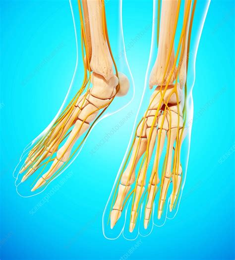 Human Foot Nervous System Artwork Stock Image F0073770 Science