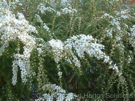 It is hardy to zone (uk) 8 and is frost tender. Leptospermum Cardwell - Frost hardy tea tree | Screen ...