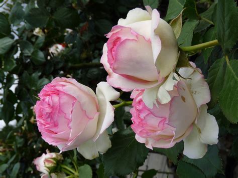 Eden Rose 85 Klimrozen Rosarium Lottum