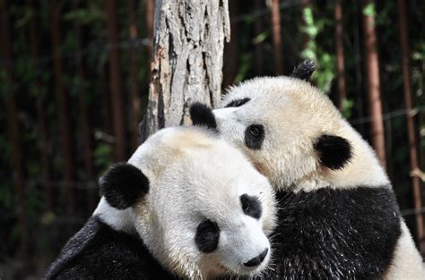 The Best Place To See Pandas In China
