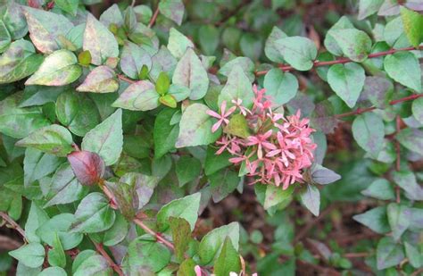 Photo Of The Leaves Of Glossy Abelia Linnaea X Grandiflora Posted By