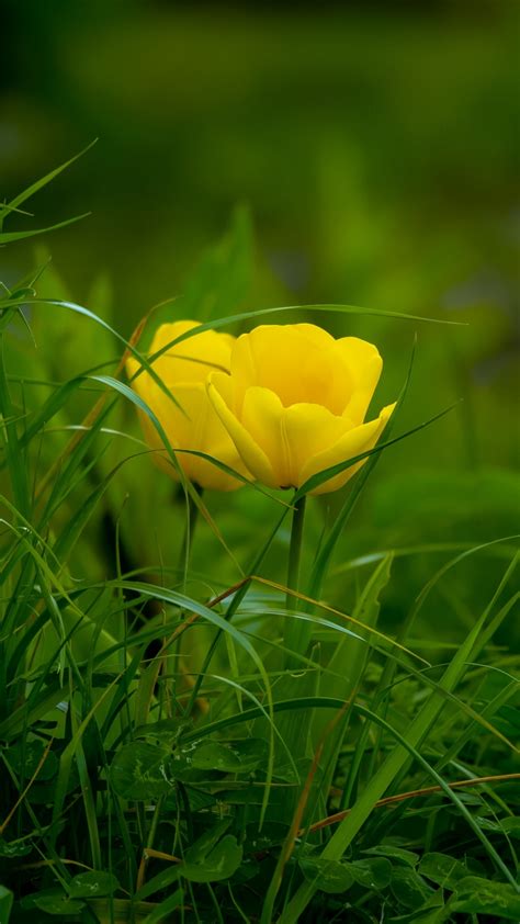 Download 720x1280 Wallpaper Grass Yellow Tulips Bloom Samsung Galaxy Mini S3 S5 Neo Alpha
