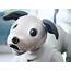 Sony’s Aibo Robot Dog Uses OLED Puppy Eyes And Costs $1739 