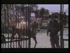 Cardio de la felicidad | twuko. Simon, el gran varón (2002) - Video Detective