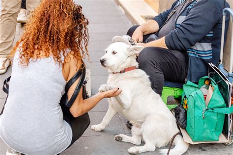 The Truth About Homeless And Their Pets You Need To Know Fred Victor
