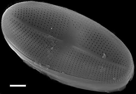 Image Ncpa004401ed Species Diatoms Of North America