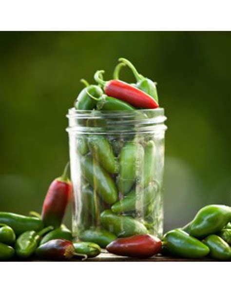 Pepper Hot Jalapeno M Seeds By The Seeds Master 12 16 Seeds