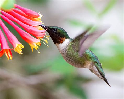 Create A Hummingbird Haven With Native Flowering Plants Audubon
