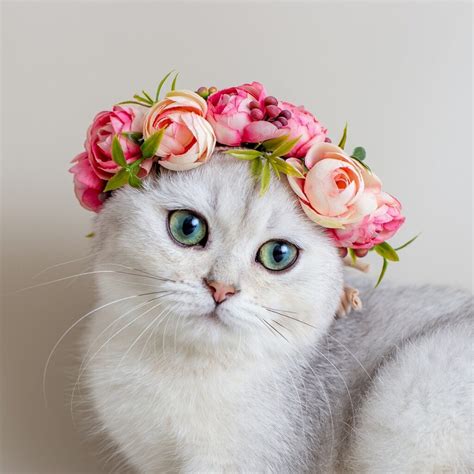 Hierzu im folgenden alles wissenswerte! Ab Wann Sind Katzen Geschlechtsreif | TiereWissen