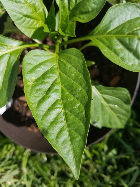 Yellow Spots On Bell Pepper Leaves Is It Just Overwatering Pepper Plants Plant Leaves