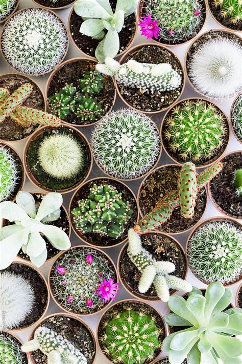 Cactus And Succulent Overhead View By Stocksy Contributor Ruth Black