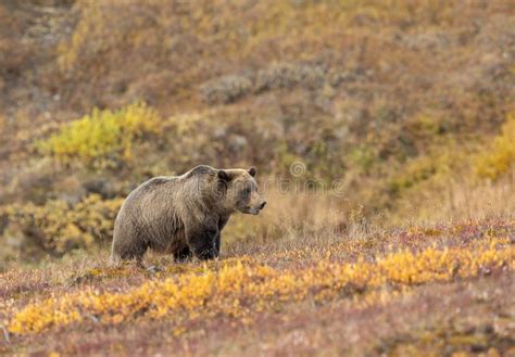 Grizzly Bear In Fall In Alaska Stock Image Image Of Mammal Denali