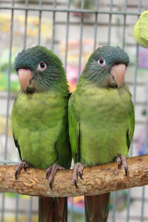 Blue Crowned Conures For Sale
