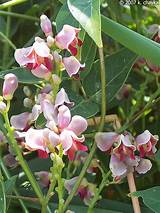 Pictures of Groundnut Flower