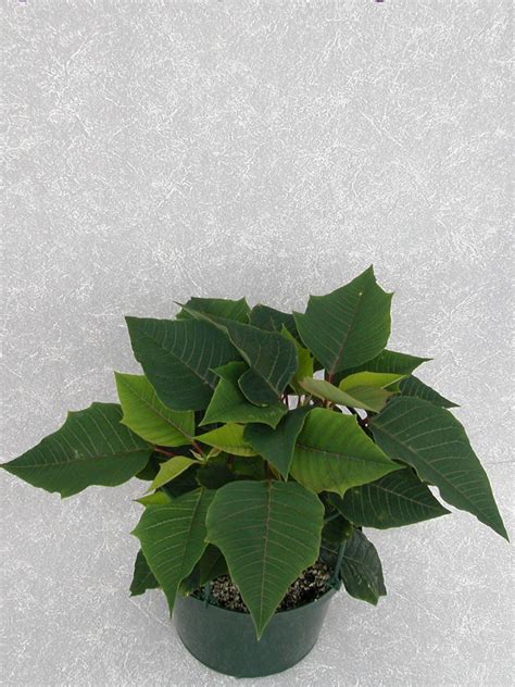 Orion 2004 Height Control Poinsettia Cultivation Commercial