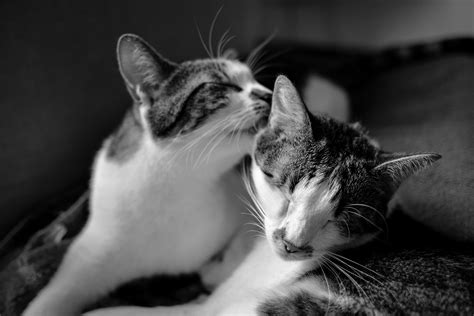 3840x2560 Animal Black And White Cat Cats Close Up Cute