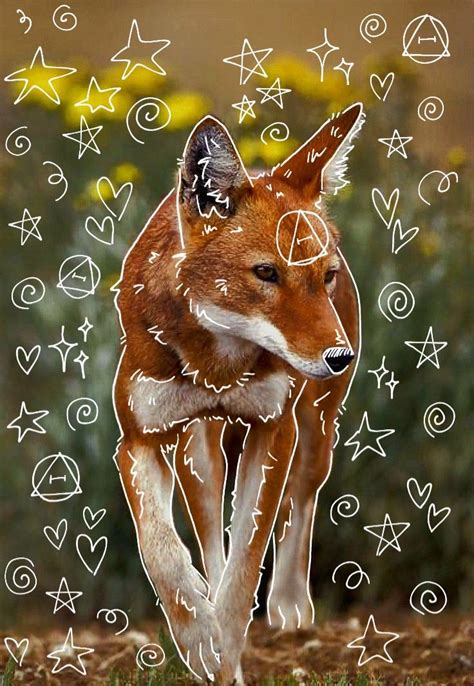 Ethiopian wolf therian ☆