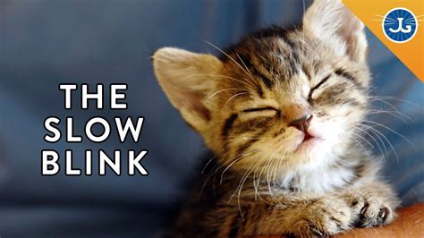 How to bathe a cat who hates water. 4 Ways to Tell Your Cat 'I Love You!' | FunnyCat.TV