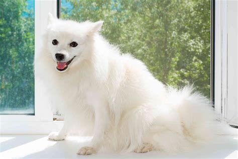 Japanese Spitz Dog Breed Characteristics And Care