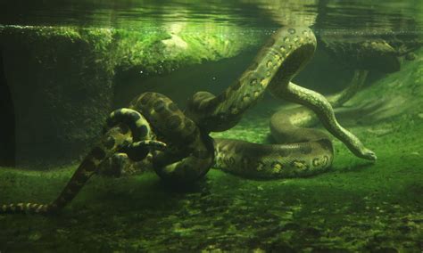 Wild Video Captures A Smaller Anaconda Escaping Straight Out Of A