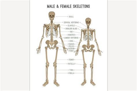 Female And Male Skeleton Differences Pre Designed Photoshop Graphics
