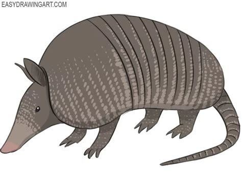 How To Draw A Cute Armadillo Patton Prixed