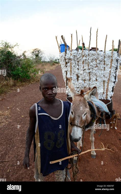 Burkina Faso Village Soumousso Cotton Harvest Children Transport