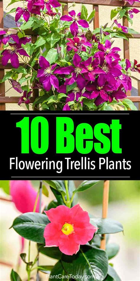 Whether you want to grow a climber for its flower form or colour, a specific flowering or even just foliage as a backdrop for your other plants, there are plenty. Flowering Vines: What Are 10 Of The Best Trellis Plants?