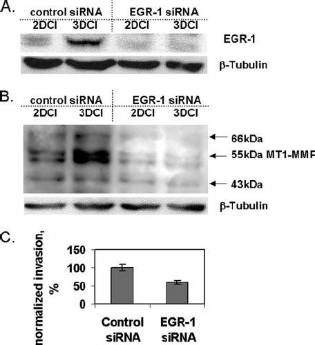 Egr Gene Silencing Blocks Collagen Induced Mt Mmp Expression And