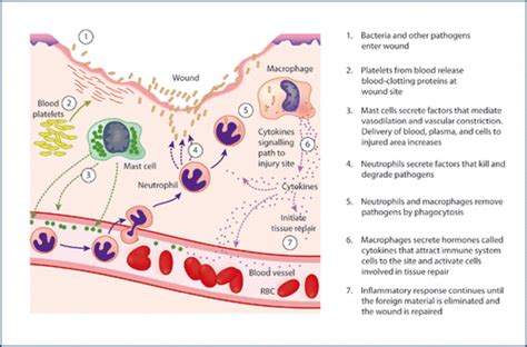 Inflammatory Response Process