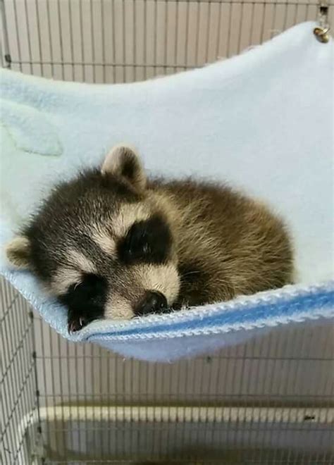 Mapache Bebé Sleeping Animals Cute Baby Animals Cute Raccoon