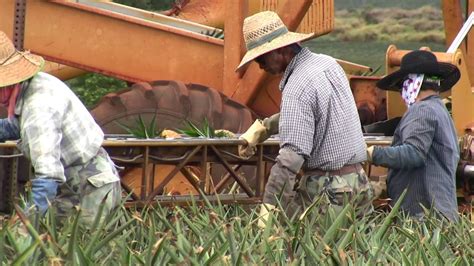 Harvesting Pineapples On The Island Oahu Hawaii Youtube
