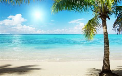 Пейзажи пальмы пальма берег пляжи вода песок солнце океан море