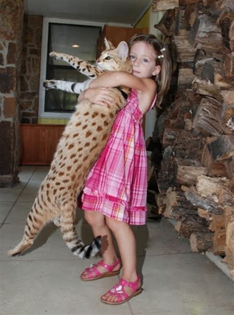 Savannahs makes great family members and are very. leopard: The Savannah cats